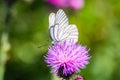 White butterfly with black lines sitting on violet flower Sylibum Marianum Royalty Free Stock Photo