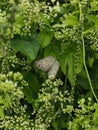 The white butterfly with black spot Royalty Free Stock Photo