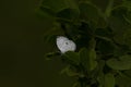 A white butterfly with black spots is on a tree
