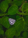 White Butterfly with black stripes wing on leaf with space for copy text in green leaf background Royalty Free Stock Photo