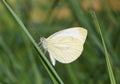 White butterfly on blade Royalty Free Stock Photo