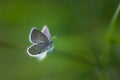 White butterfly on a blade Royalty Free Stock Photo