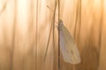 White Butterfly on Blade of at Sunrise Royalty Free Stock Photo