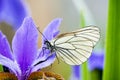 White butterfly on the blooming purple iris flower