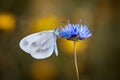 White butterfly on a blue flower of cornflower