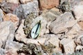 A white butterfly on a brownish stone background