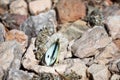 A white butterfly on a brownish stone background