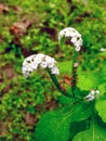 White butterfly bush flower | Jungle grass flower