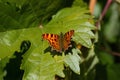 White butterfly C (Polygonia c-album) Perched on a vine leaf Royalty Free Stock Photo