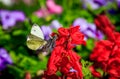 White butterfly. Butterfly cabbage soup. Beautiful insect. The butterfly sits Royalty Free Stock Photo