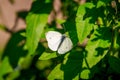 White butterfly. Butterfly cabbage soup. Beautiful insect. The butterfly sits Royalty Free Stock Photo