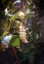 White butterfly caterpillar on a tree branch Royalty Free Stock Photo