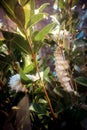 White butterfly caterpillar on a tree branch Royalty Free Stock Photo