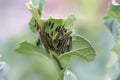 White Butterfly Caterpillars