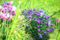 White butterfly on chive flowers Royalty Free Stock Photo