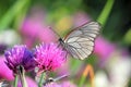 White butterfly on chive flowers Royalty Free Stock Photo