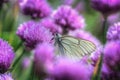 White butterfly on chive flowers Royalty Free Stock Photo