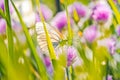 White butterfly on chive flowers Royalty Free Stock Photo