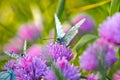 White butterfly on chive flowers Royalty Free Stock Photo