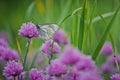 White butterfly on chive flowers Royalty Free Stock Photo