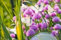 White butterfly on chive flowers Royalty Free Stock Photo