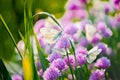 White butterfly on chive flowers Royalty Free Stock Photo