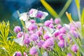 White butterfly on chive flowers Royalty Free Stock Photo