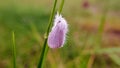 White butterfly closed his wings on grass.