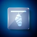 White Butterfly cocoon icon isolated on blue background. Pupa of the butterfly. Square glass panels. Vector