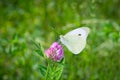 White butterfly collects pollen from clover blossom