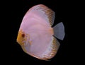 Discus fish isolated in a black background Royalty Free Stock Photo