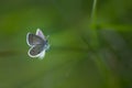 White butterfly on a blade Royalty Free Stock Photo
