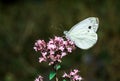 White butterfly Royalty Free Stock Photo