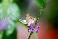 White butterfly feeding on nectar from a Vervain flower in a pollinator garden