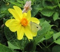 White butterfly feeding off of a yellow coreopsis garden flower Royalty Free Stock Photo