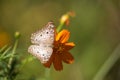 White butterfly