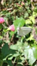 White Butterfly Flower Polen Close Up