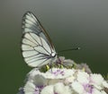 White butterfly on a flower