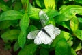 White butterfly on the flower