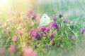 White butterfly on flowering meadow, on red clover