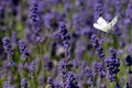 White butterfly flutters around the flower heads on a flower farm in the Cotswolds, Snowshill UK