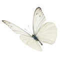 White butterfly flying Royalty Free Stock Photo