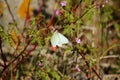 White butterfly foraging a wild flower meadow for background
