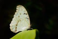 White butterfly on green leaves in tropic jungle. Morpho polyphemus, the white morpho, white butterfly of Mexico and Central