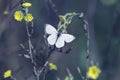 White butterfly hovers over yellow flowers collecting nectar Royalty Free Stock Photo