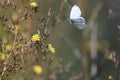 White butterfly hovers over yellow flowers collecting nectar Royalty Free Stock Photo