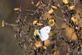 White butterfly hovers over yellow flowers collecting nectar Royalty Free Stock Photo