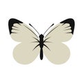 White butterfly icon, flat style Royalty Free Stock Photo