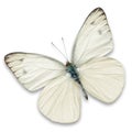 White butterfly Royalty Free Stock Photo