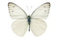 White butterfly